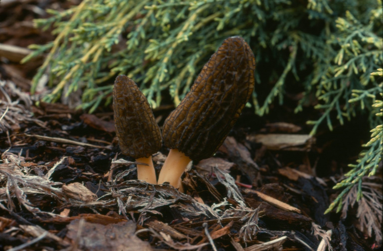 False Morel Gyromitra Esculenta Vancouver Mycological Society