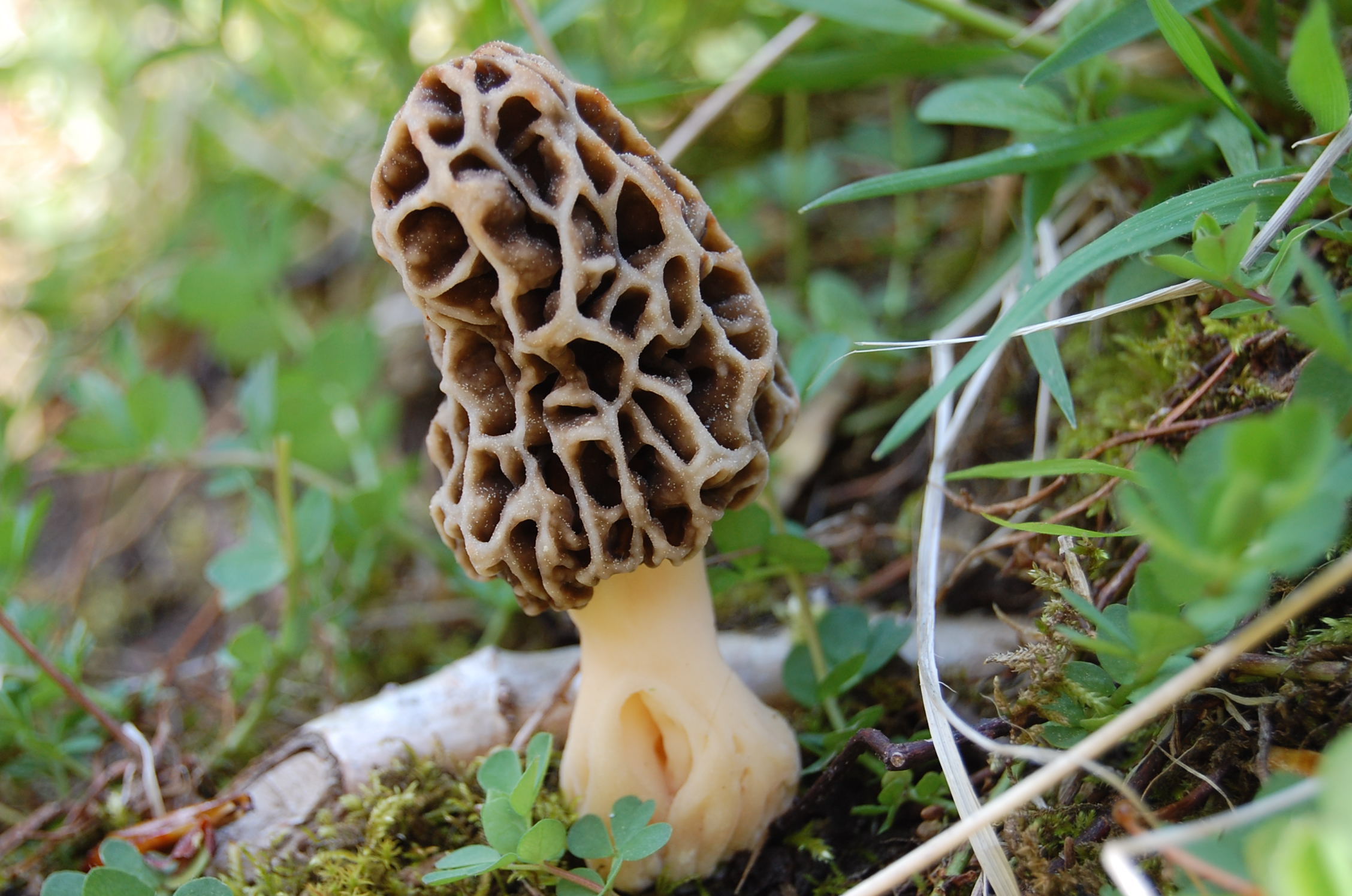 Приличное название сморчка 7 букв. Сморчки грибы. Сморчки грибы съедобные. Сморчок съедобный (Morchella esculenta).. Сморчки весенние.