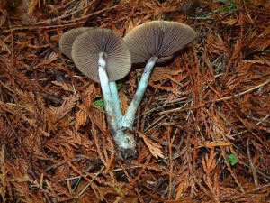 psilocybe azurescens psilocybin mushrooms kroeger mycological