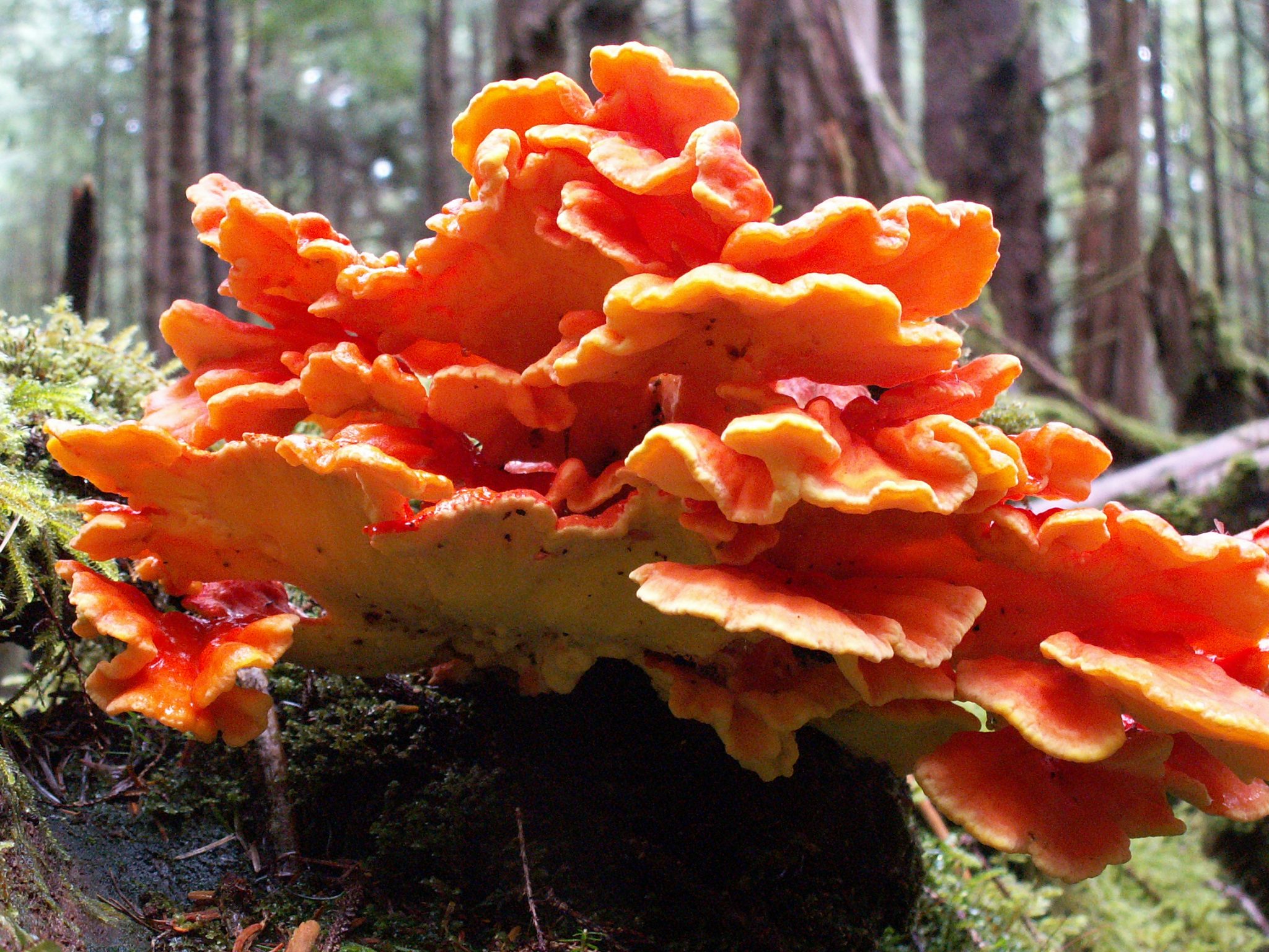 Chicken of the woods Laetiporus conifericola - Vancouver Mycological ...