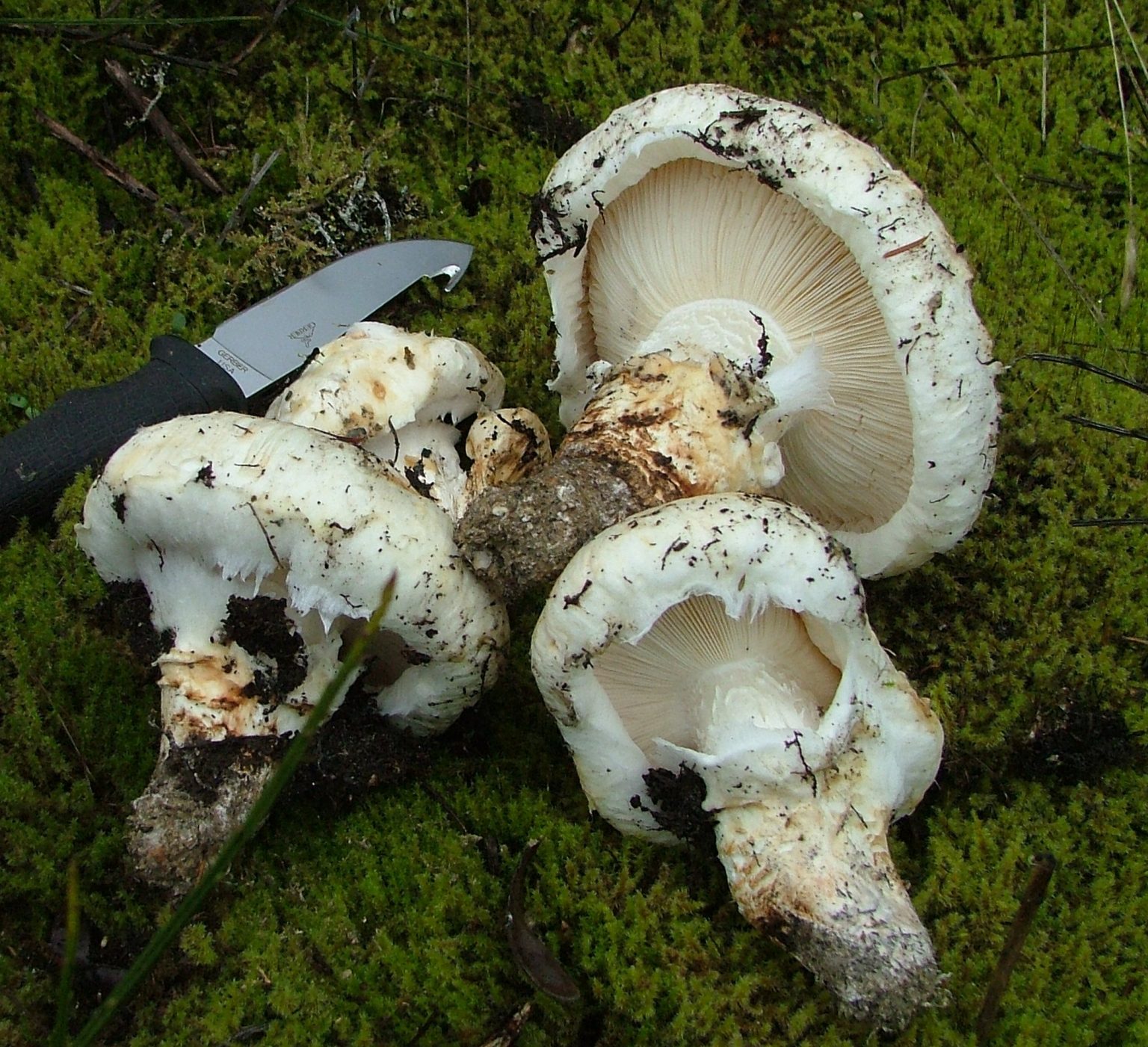 Pine mushroom Tricholoma magnivelare - Vancouver Mycological Society